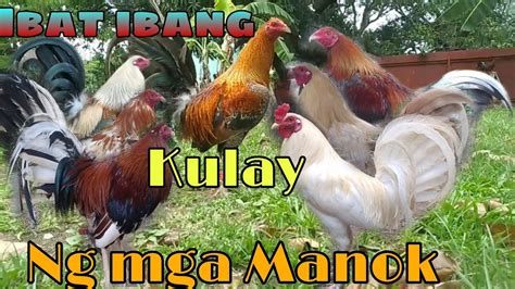 uri ng manok panabong|Kulay ng panabong may bentahe sa laban .